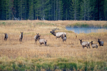 Bull elk among many female cow elks in Yellowstone National Park during the fall rut