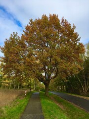 Naklejka premium herbstliche Stimmung