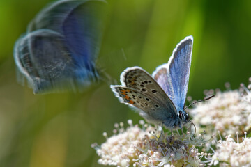 Idas Blue or Northern Blue (Plebejus idas)