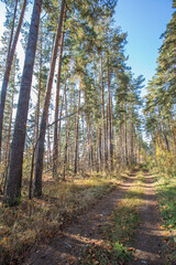 dirt road in a pine forest in autumn on a sunny day