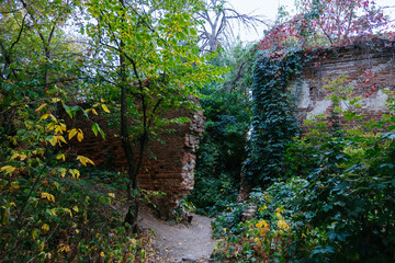 Old overgrown red brick ruins in autumn
