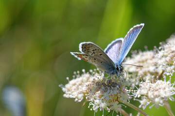 Idas Blue or Northern Blue (Plebejus idas)