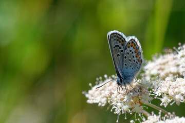 Idas Blue or Northern Blue (Plebejus idas)