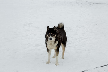 husky dog on snow