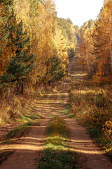 Fototapeta na wymiar dirt road going into the distance along a forest clearing on an autumn sunny day