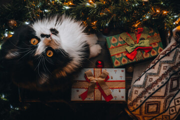 Funny Black cat on window sill under Christmas tree look into camera. Xmas flatlay, red gift presents box, ornaments home. Wallpaper, postcard greeting. Merry Christmas and Happy New Year. Top View.