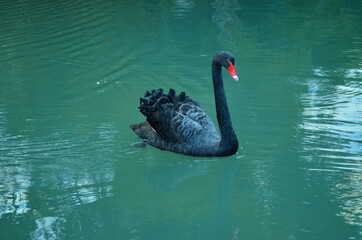 black swan on the water