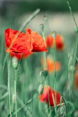 red poppy flower