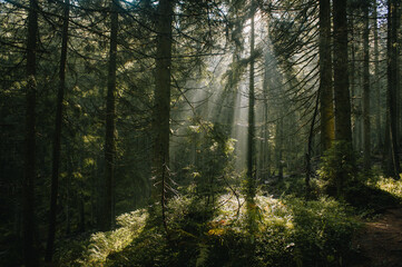 Fairy fantazy forest in sunlight