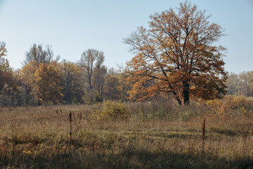 Fototapeta na wymiar autumn meadow on a sunny day, forest in the background