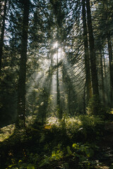 Obraz premium Fairy fantazy forest in sunlight