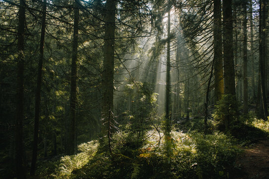Fairy fantazy forest in sunlight © Nadia