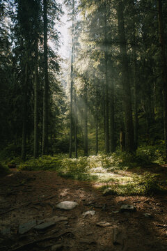 Fairy fantazy forest in sunlight