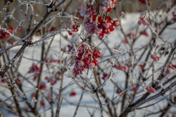 red berries in snow