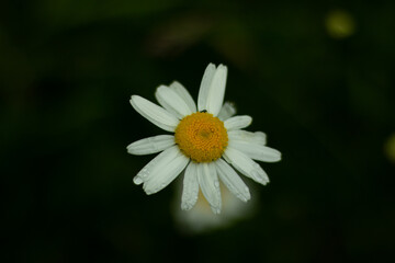 Fototapeta premium Daisy flower detail.Spring flower close up.Wonderful fabulous daisies on a meadow in spring.Spring blurred background.Blooming white daisy selective focus.Romantic bright decoration copy space.