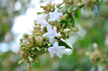 white flowers