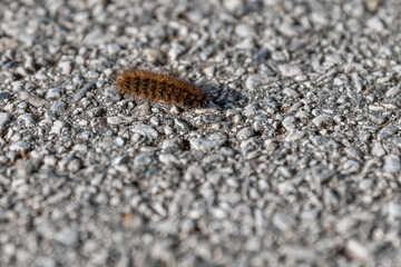 close up of a caterpillar
