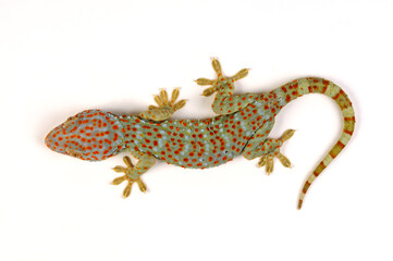 Tokay gecko / Tokeh, Tokee (Gekko gecko)