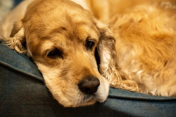 Cocker Spaniel relaxing in dog bed