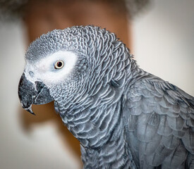 african grey parrot portrait