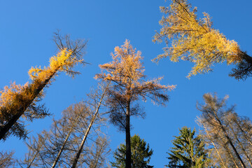 Baumkronen von Nadelwald aus der Froschperspektive mit gesunden Bäumen, kranken Bäumen und toten Bäumen wegen Schädlingsbefall und Trockenheit in der Abendsonne vor blauem Himmel - Stockfoto