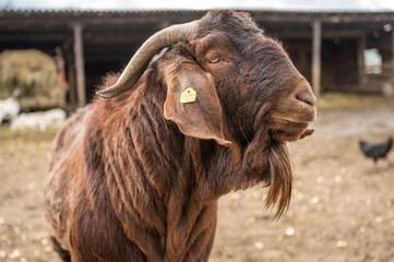 portrait of a brown goat