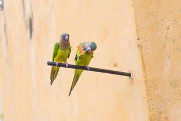 Cotorras comiendo © JuanPablo