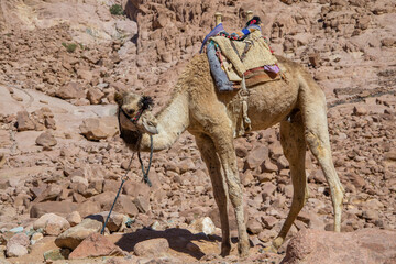 A single camel resting at the Mount Sinai in Egypt. These camels are used to transport goods and people.