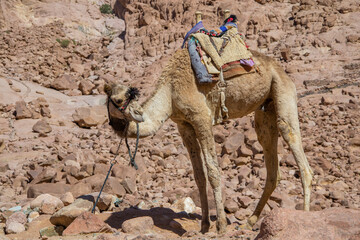 A single camel resting at the Mount Sinai in Egypt. These camels are used to transport goods and...
