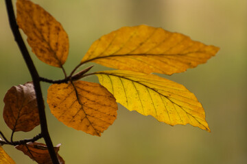 colorful leafs on branch in autumn