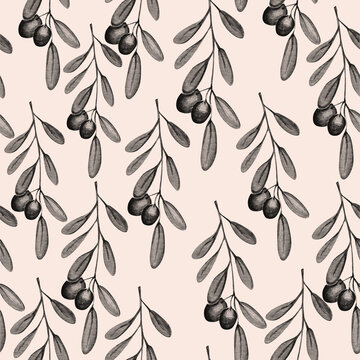 Vintage Hahd drawn Olive plant watercolor illustration.