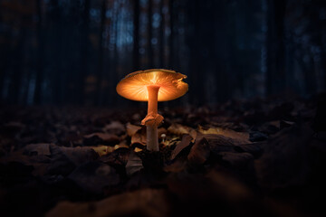 Almost like fairytale forest. Dark, gloomy and magical with a glowing mushroom, fungus. Autumn in...