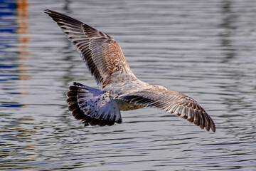 seagull in flight over the water