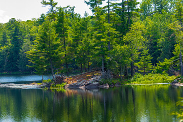 Fragment of an island on a forest lake