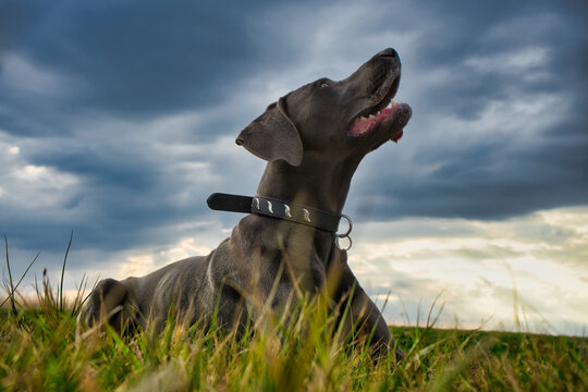Weimaraner schaut in den Himmel