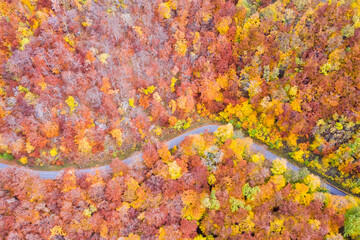 Autumn fall forest woods colorful leaves season aerial photo view road