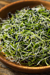 Raw Green Organic Onion Sprouts
