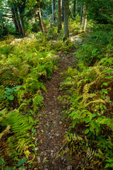 Fototapeta na wymiar Summer Ferns Nature Trail