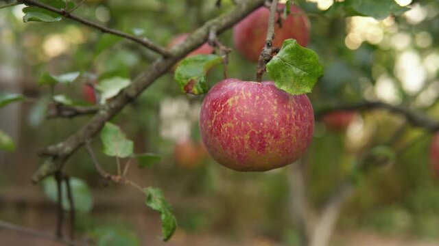 Red ripe apple is hanging on an apple tree branch in the garden