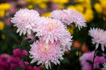Fototapeta premium Pink chrysanthemums on a blurry background close-up. Beautiful bright chrysanthemums bloom in autumn in the garden. Chrysanthemum background with a copy of the space.