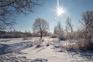 winter landscape with trees
