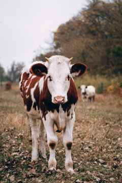Portrait of a Cow in a clearing. Thoroughbred bull from the farm. A young white cow with red spots grazes in an autumn meadow, while an adult white cow with black spots stands in the background.