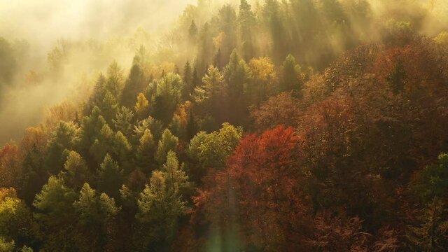 Flying over fabulous autumn forest with fog in the early morning, aerial view. Silence, calmness and relaxation concept.