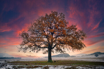 Fototapeta na wymiar single oak in the winter time