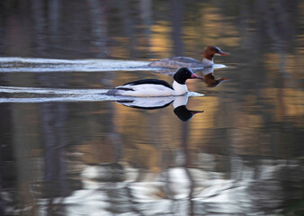 Common merganser (North American) or goosander (Eurasian) (Mergus merganser).