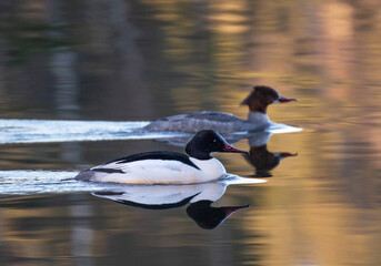 Common merganser (North American) or goosander (Eurasian) (Mergus merganser).