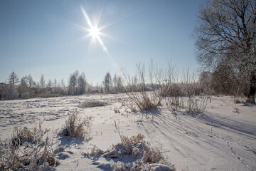 winter landscape with trees