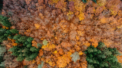 Fall forest landscape view from above. Colorful nature background. Autumn forest aerial drone view.Idyllic fall scenery from a birds eye view.Trees with yellow and orange leaves.Season natural photo