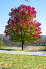 A Red and Green Tree Next to a Small Road in a Field During Autumn