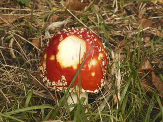 fly agaric mushroom